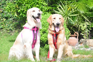 Golden Retrievers