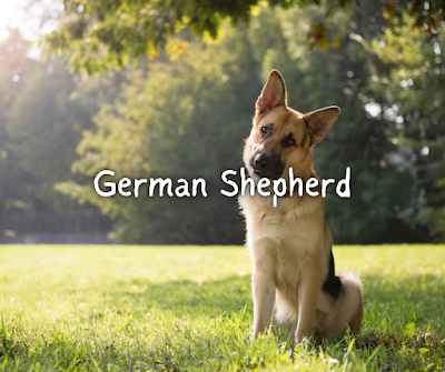 German Shepherd