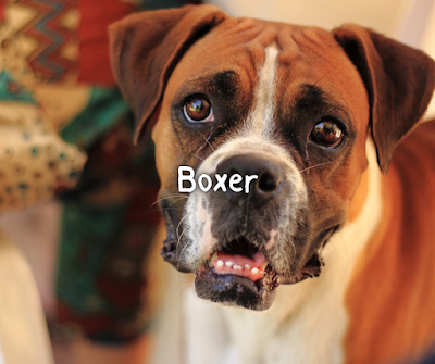 Boxer