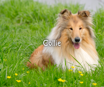 Collie