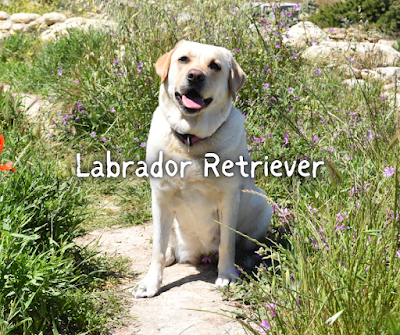 Labrador Retriever