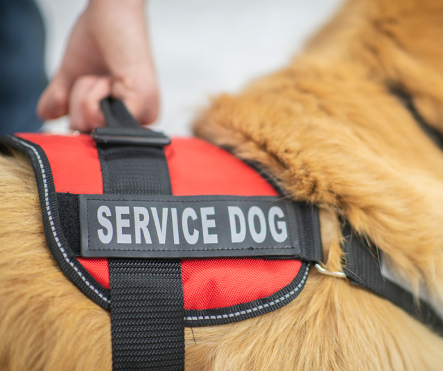 Best Autism Service Dogs