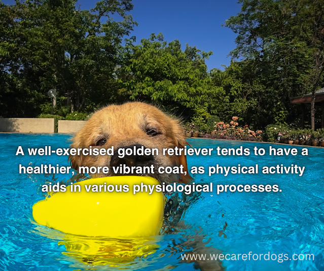 A well-exercised golden retriever tends to have a healthier, more vibrant coat, as physical activity aids in various physiological processes.