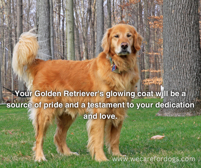 Your Golden Retriever's glowing coat will be a source of pride and a testament to your dedication and love.